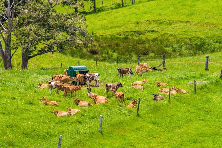 Norvil Road Titoki_8