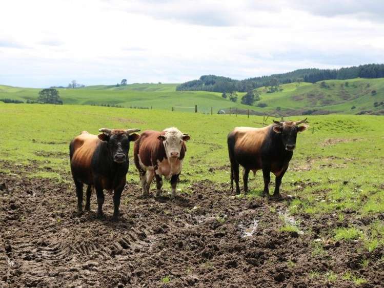 196 Hildreth Road Arapuni_40