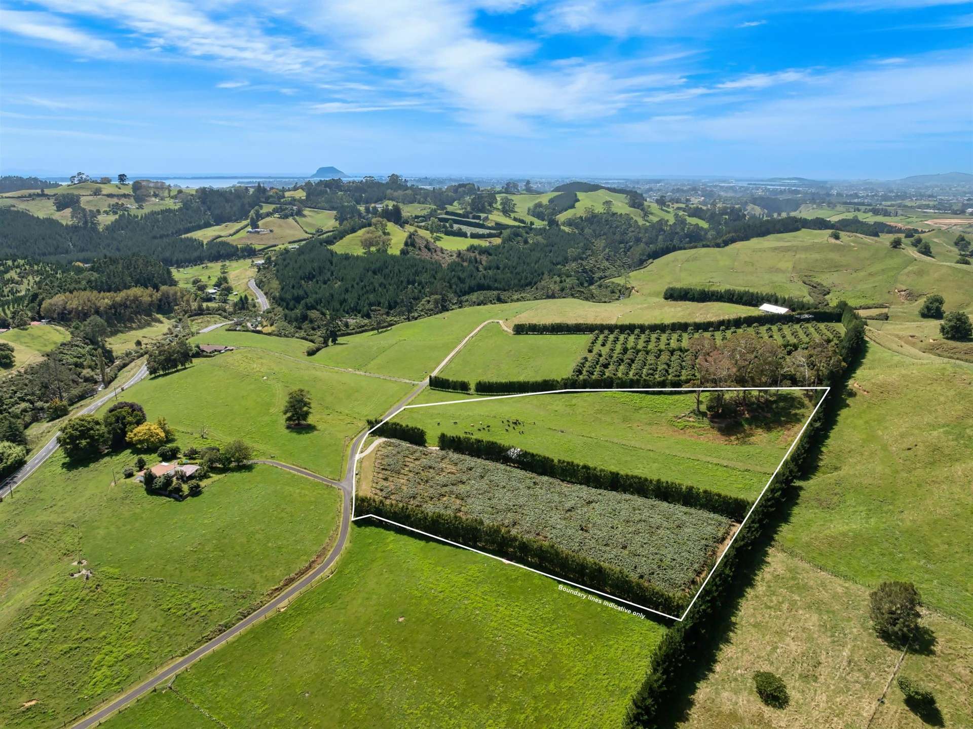 449 Crawford Road Te Puna_0