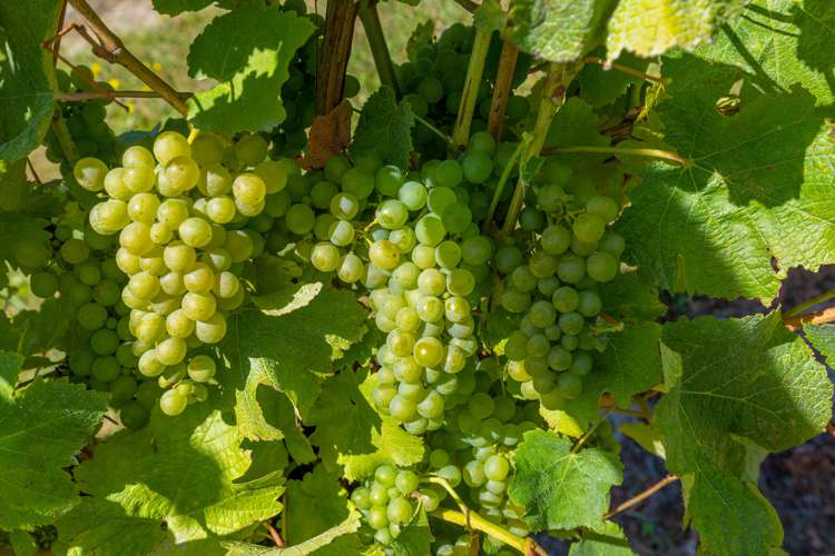 70 Ben Morven Road Fairhall_31