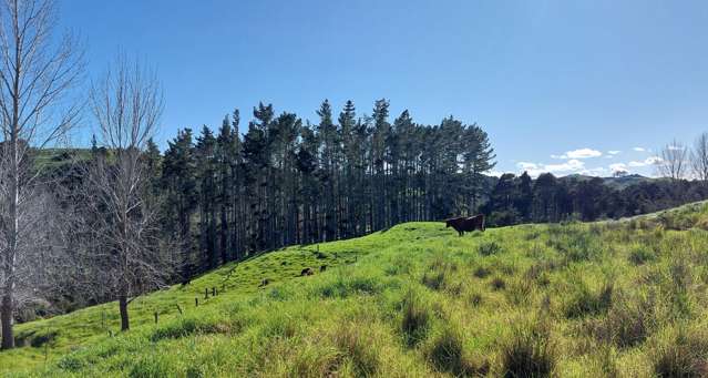 Lot 5/198 Griffin Road Maungaturoto_4