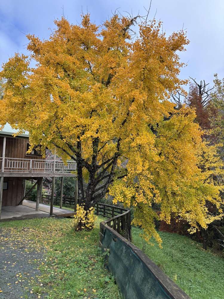 158 Tunnel Road Puhoi_27