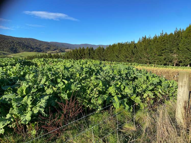 40 Whyte Road Tuatapere_5