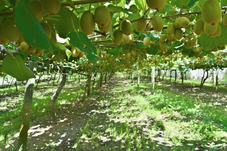 80 Roydon Downs Road Paengaroa_11