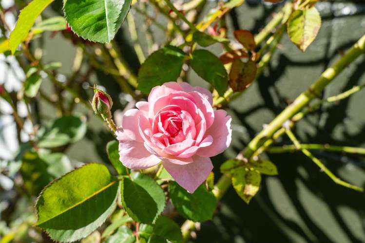 42 Miller Street Glenholme_16