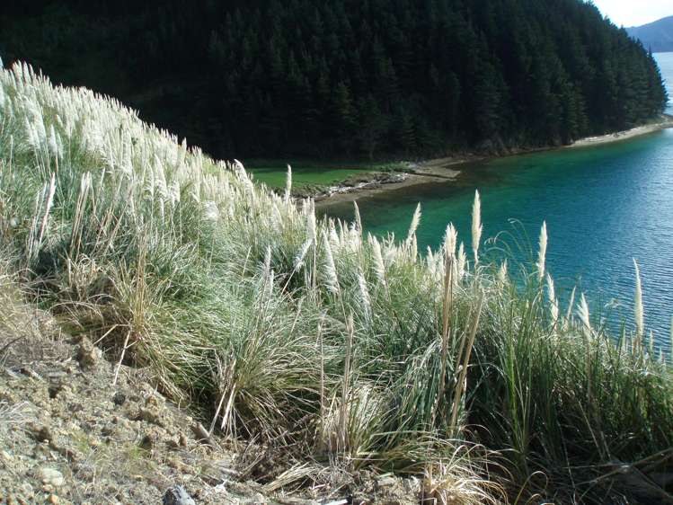 815 Manaroa Road Marlborough Sounds_12