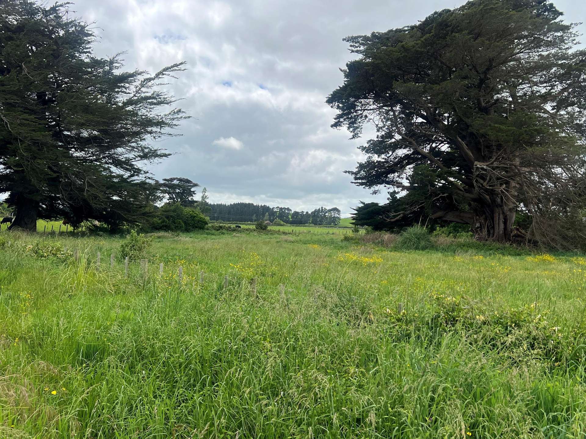 Woodlands Road Woodville_0