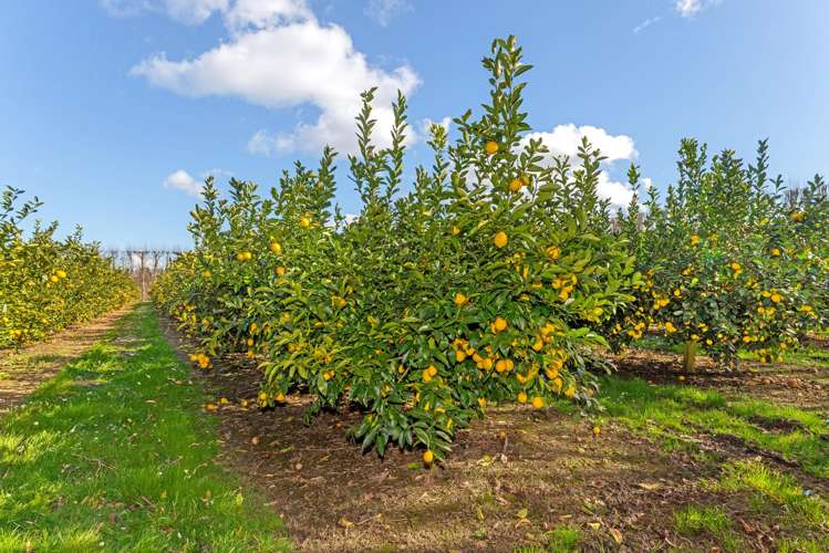 64 Cemetery Road Patutahi_14