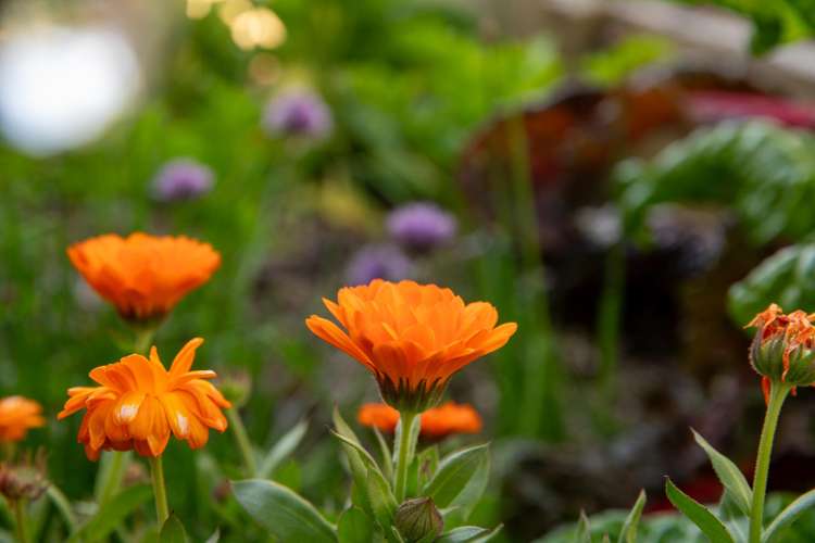 9 Quetta Street Ngaio_15