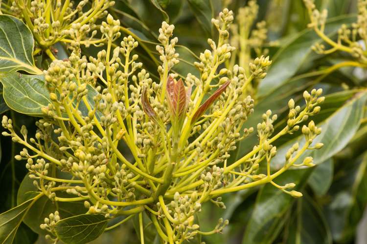 59 Pine Ridge Lane Aongatete_11