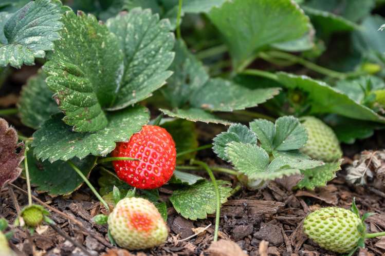 162 Upokorau   Road Kaeo_19