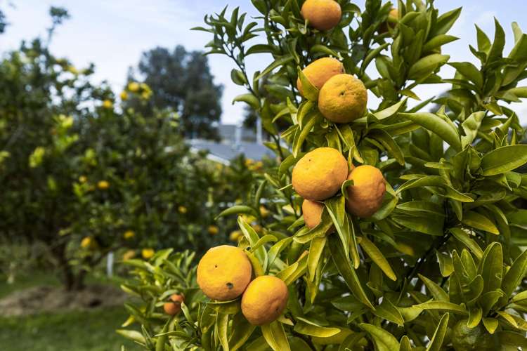 34 Harris Street Te Puke_19