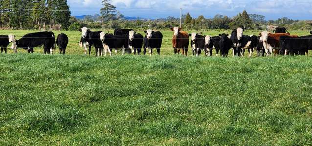 20ha Blank Canvas with Mountain Views