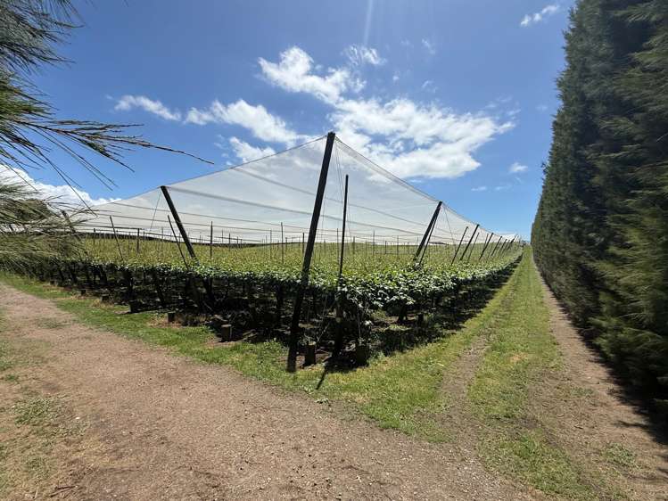 80 Roydon Downs Road Paengaroa_11