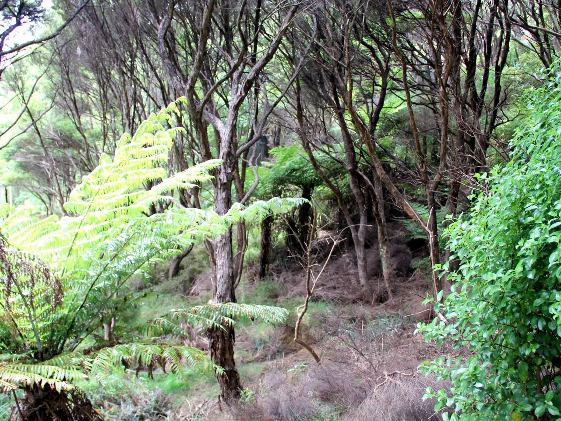 117 Aotea Road Great Barrier Island (Aotea Island)_0