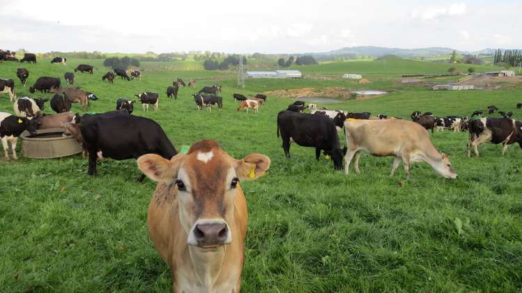 356 Whatauri Road Wharepapa South_11