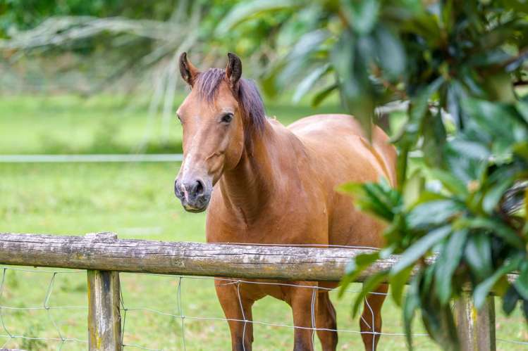 97 Butcher Road Matangi_25