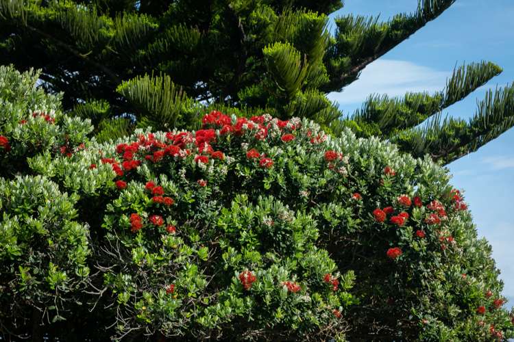 4 Ayr Street Waihi Beach_13