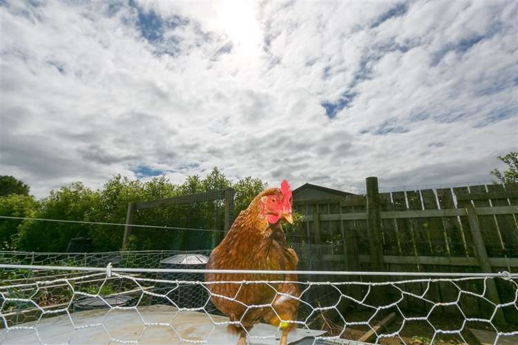 281 Upland Road Tarurutangi_40