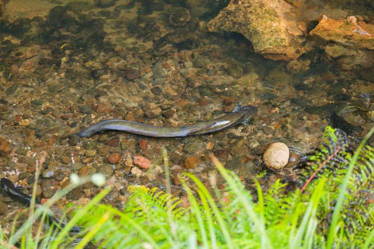 174D Lund Road Katikati_28