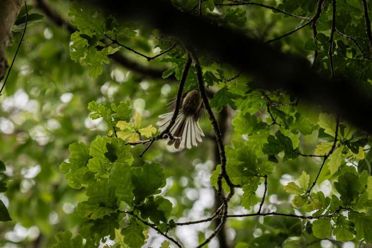 2 Highfields Drive Katikati_27