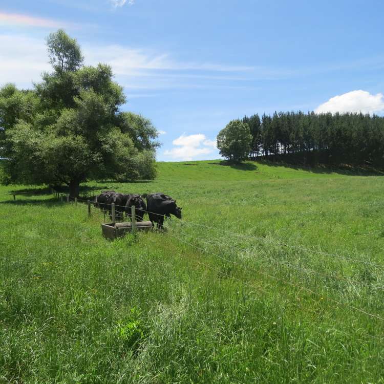 Whawharua Road Otorohanga_10