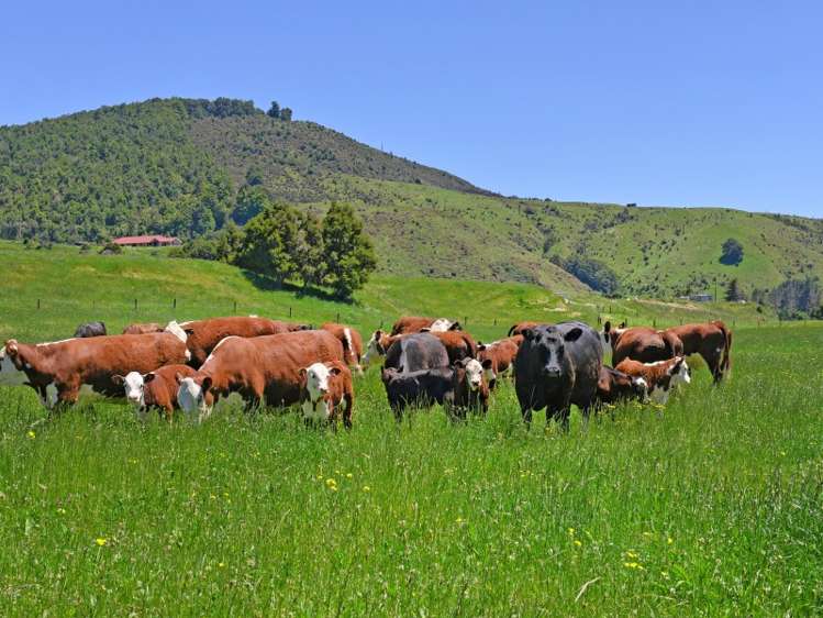 115 Howard Valley Road Kahurangi National Park_4