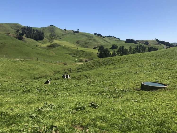 1026 Limeworks Loop Road Karamu_33