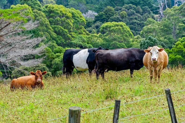 59 Ashton Road & Birdsall Road, Whangateau Leigh_45