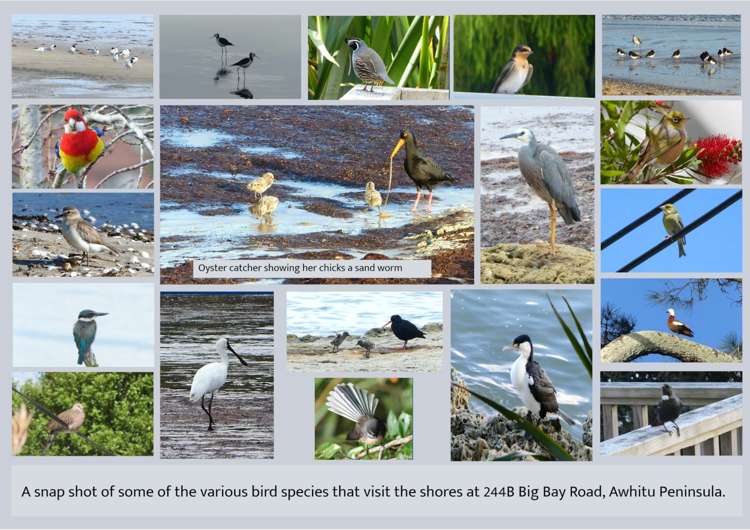 244B Big Bay Road Awhitu_22