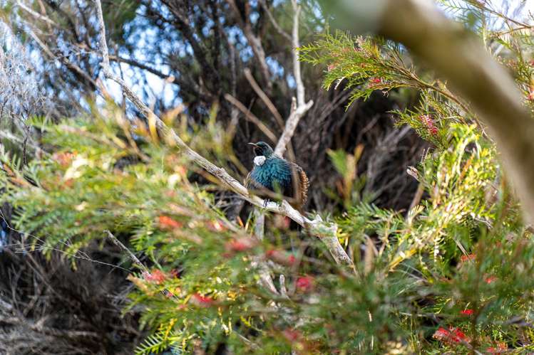 59a Cheviot Street Mangawhai Heads_30