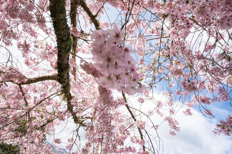 21 Brunette Drive Acacia Bay_45