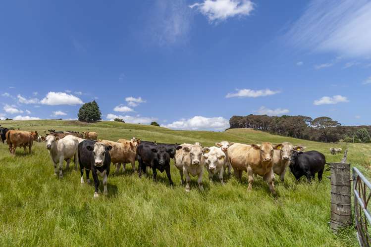 235 Otope Road Dannevirke_3