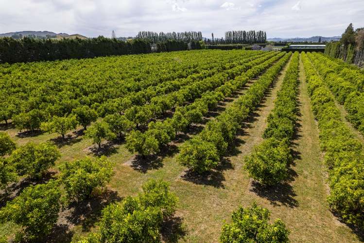 54 Bruce Road Ormond_14