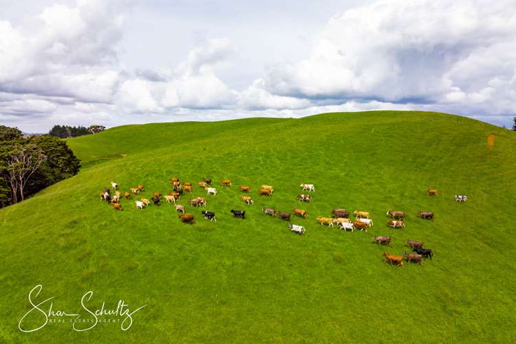 1509 Tinopai Road Tinopai_7