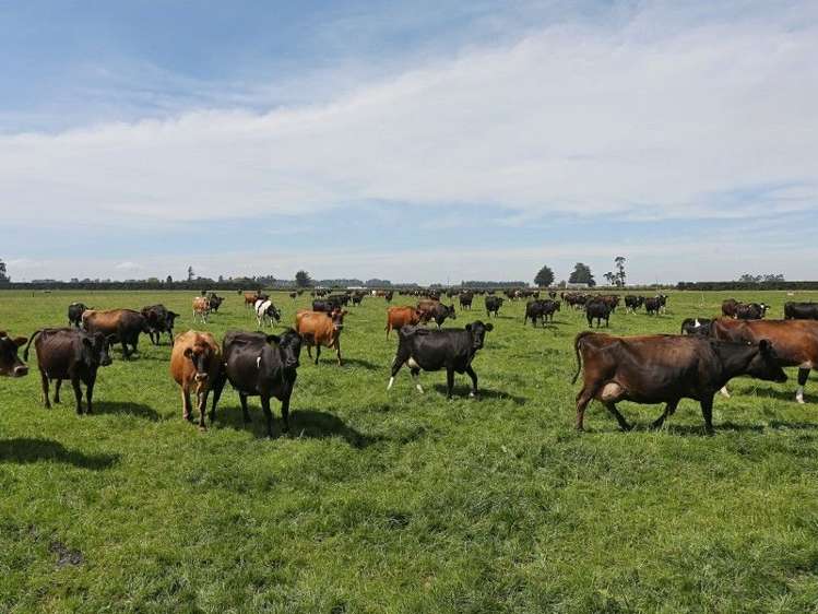 74 Reid Road Winton Surrounds_15