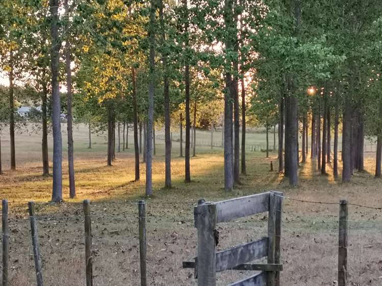 133 Colville Road Dargaville_0