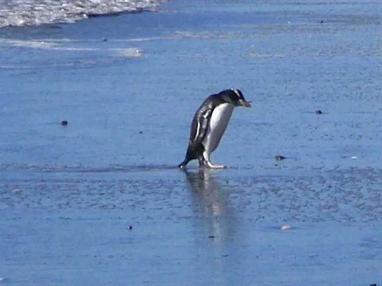 4 Kiwi Avenue Waikuku Beach_2