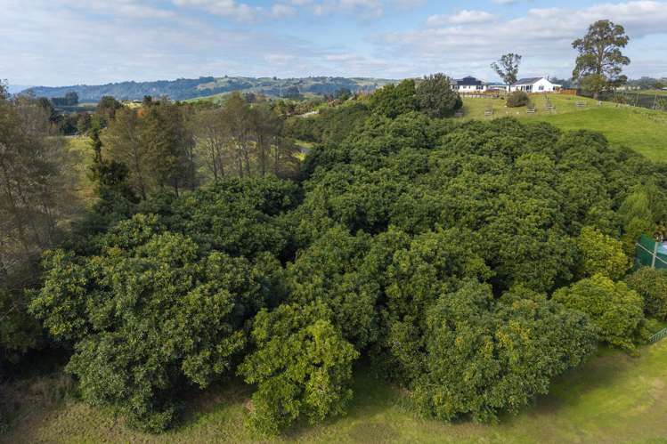 143 Youngson Road Whakamarama_25