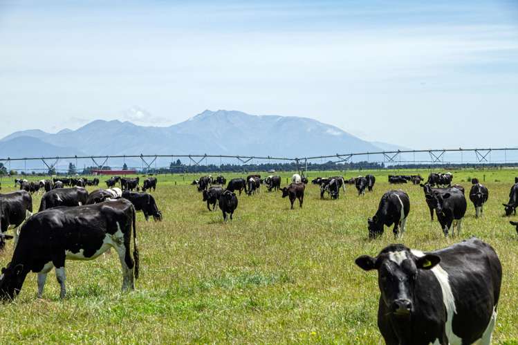 2247 Tinwald Westerfield Mayfield Road Ashburton_14