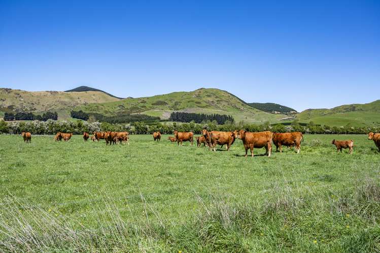 Wyndale Road Springfield_4