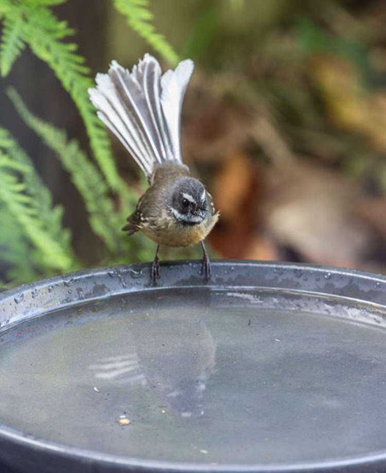 14 Westerham Place Washington Valley_11