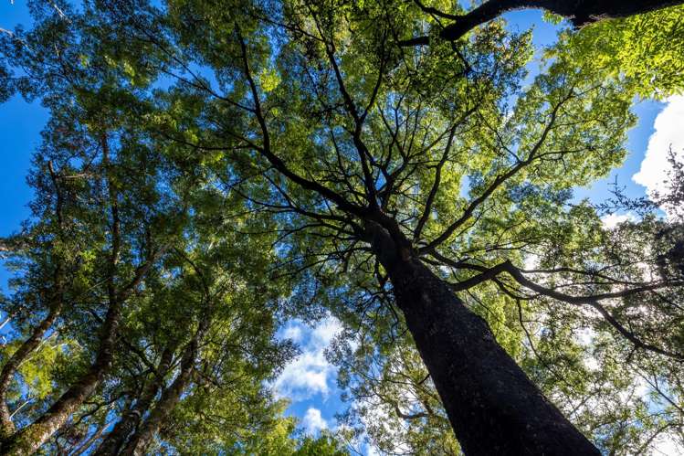 101 Gowan Valley Road Gowanbridge_4