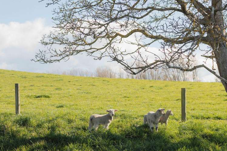 Rowallan Road Darfield_20