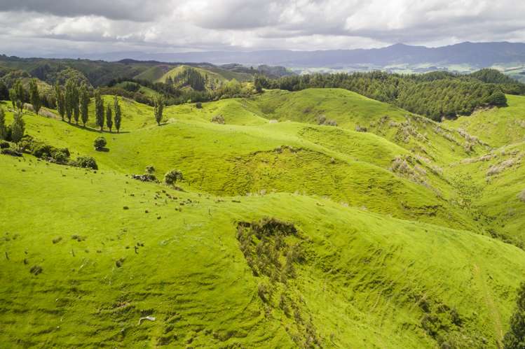 Finnis Road Pohangina_6