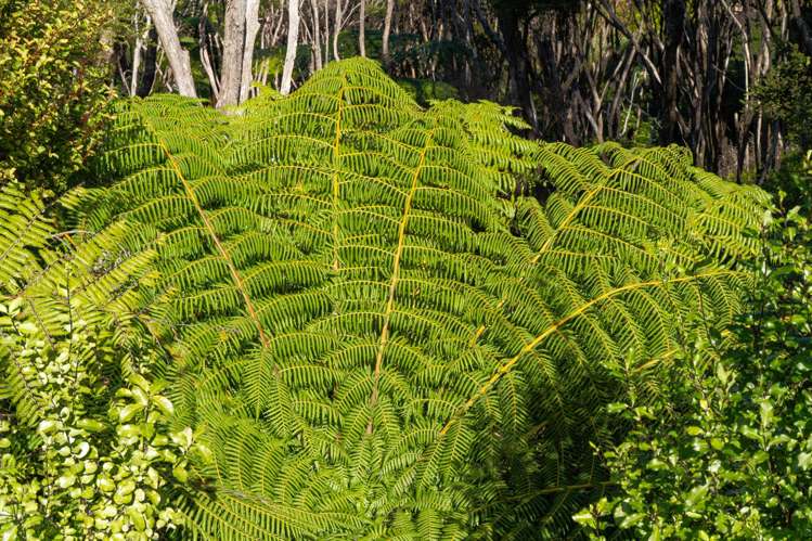 Lot 2 Kapawiti Road Mangawhai_11