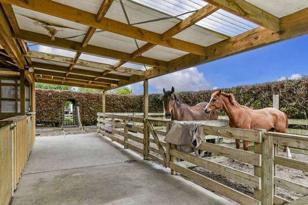 Horses at the stunning Dairy Flat property