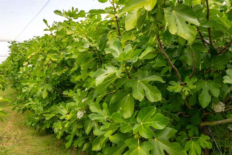 112 Odwyers Road Rapaura_29