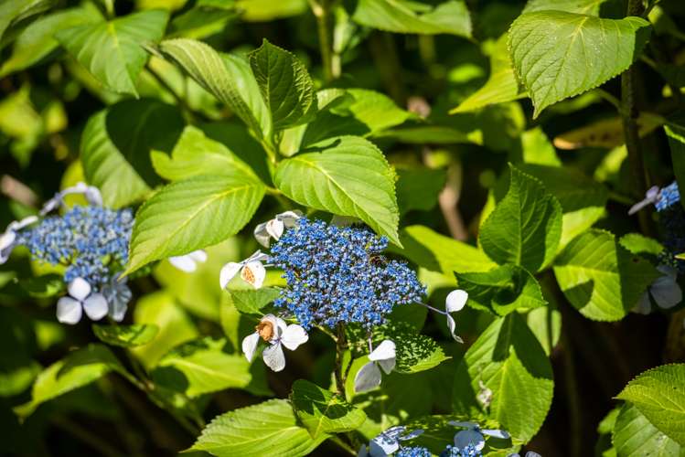 1160 Wakamarina Road Havelock_17