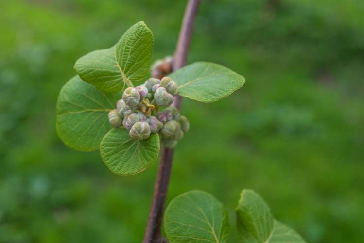 231 Walford Road Aongatete_37